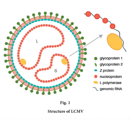Lymphocytic Choriomeningitis
